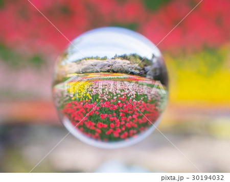 はままつフラワーパークの桜とチューリップ 30194032