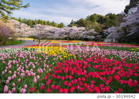 はままつフラワーパークの桜とチューリップの写真素材