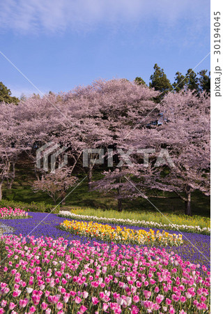 はままつフラワーパークの桜とチューリップ はままつフラワーパークの桜とチューリップ 30194045