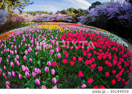 はままつフラワーパークの桜とチューリップ はままつフラワーパークの桜とチューリップ 30194059