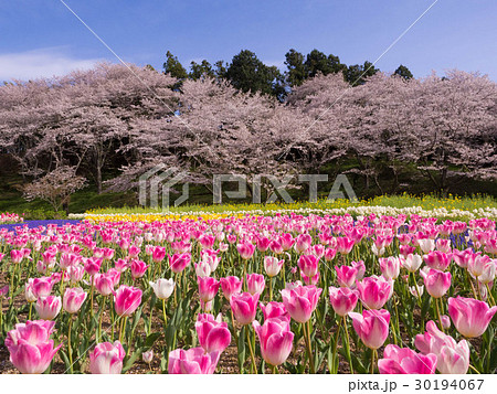 はままつフラワーパークの桜とチューリップの写真素材