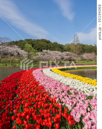はままつフラワーパークの桜とチューリップの写真素材