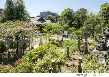 鳩森八幡神社 鳩森八幡神社 30194382