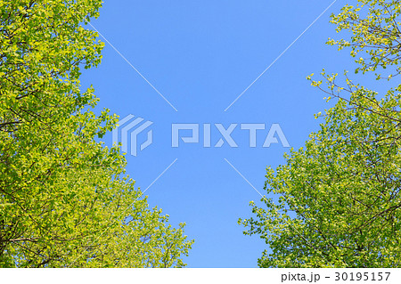 新緑 ユリノキのフレーム 新緑 ユリノキのフレーム 30195157