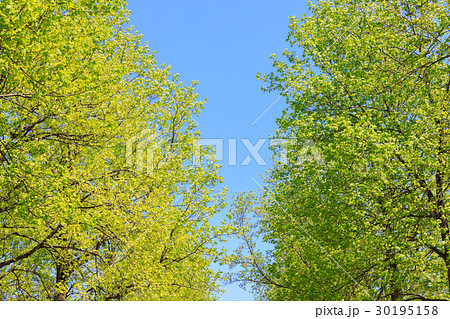 新緑 ユリノキのフレーム 新緑 ユリノキのフレーム 30195158