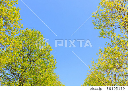 新緑　ユリノキのフレーム 30195159