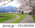 桜の小径 30196068