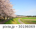 サクラ通り 30196069