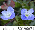 春の花 30196071