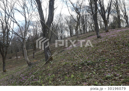 大林ふるさとの山 30196079