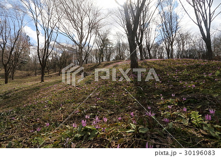 大林ふるさとの山 30196083