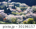 花の競演 30196157