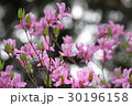 陽だまりのツツジ 30196158