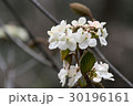 山のアジサイ 30196161