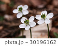 山野草 30196162