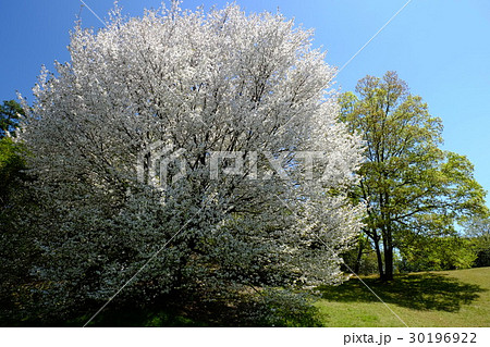丸い桜の古墳(奈良市山陵町) 丸い桜の古墳(奈良市山陵町) 30196922