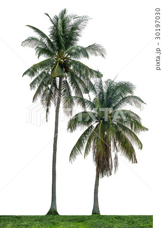 Isolated trees on white background 30197030