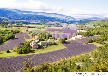 Lavender fields near Valensole in Provence, France Lavender fields near Valensole in Provence, France 30197253