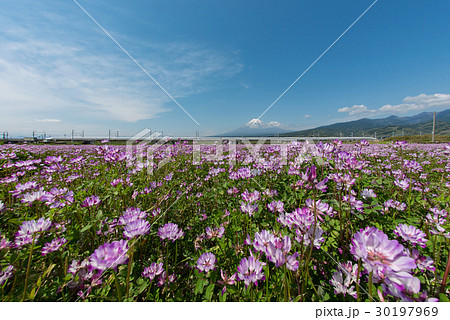 レンゲソウ・富士山・新幹線2 レンゲソウ・富士山・新幹線2 30197969