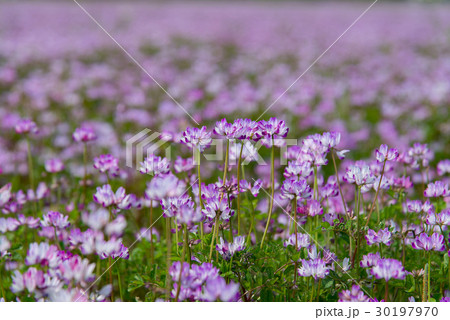 レンゲソウ1 レンゲソウ1 30197970