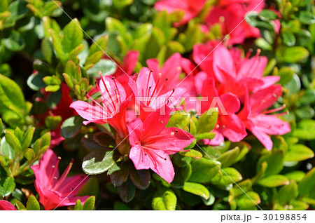 ツツジ(躑躅) ツツジ(躑躅) 30198854