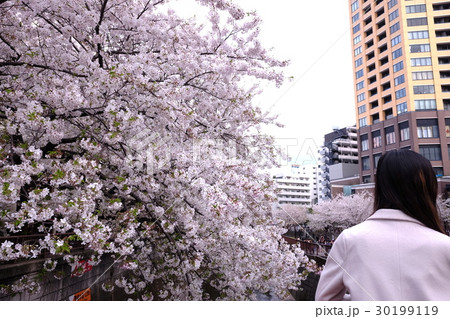 目黒川の桜と女性 30199119