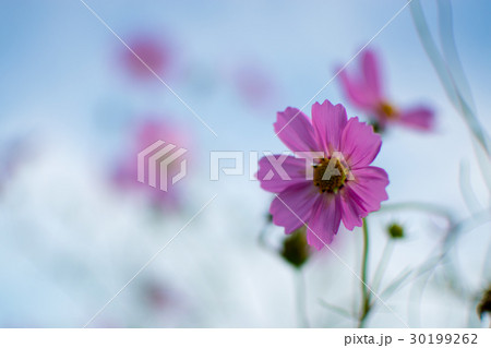 コスモス 30199262