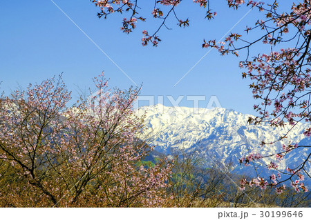 桜の中の巻機山 30199646