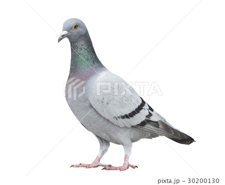 speed racing pigeon bird isolate white 30200130