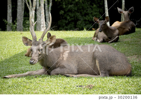 male sambar deer lying on green grass male sambar deer lying on green grass 30200136