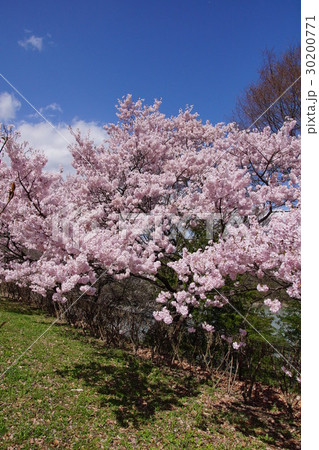 高遠の桜 2017 高遠の桜 2017 30200771