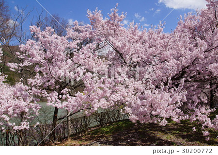 高遠の桜 2017 高遠の桜 2017 30200772