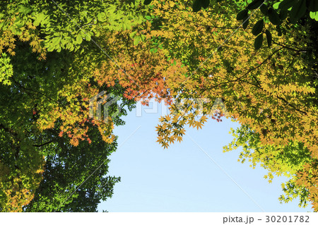 紅葉・もみじ 紅葉・もみじ 30201782