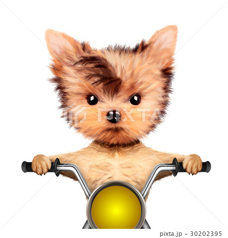 Funny biker dog sitting on a chopper. 30202395