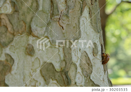 アブラゼミの抜け殻とモミジバスズカケノキの幹 30203535