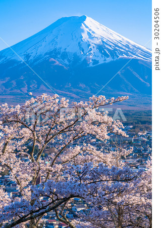 富士山と満開の桜 富士山と満開の桜 30204506