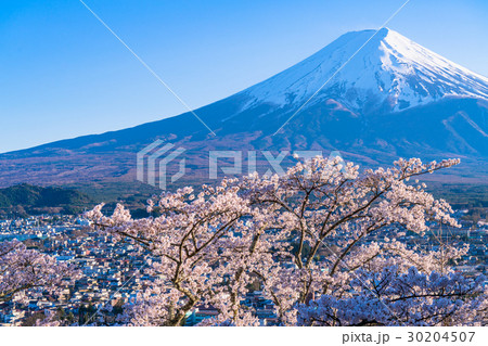 富士山と満開の桜 富士山と満開の桜 30204507