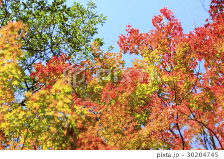 紅葉・もみじ 30204745