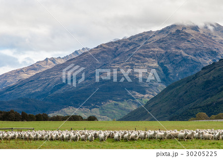Sheep in front of beautiful mountain New zealand Sheep in front of beautiful mountain New zealand 30205225