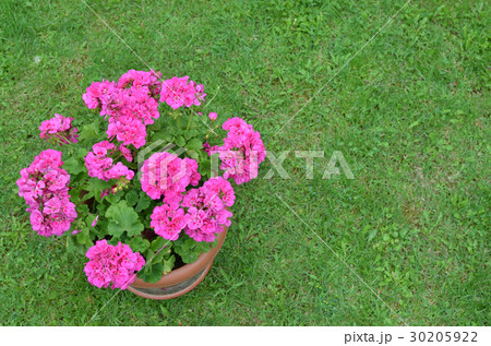 Pot of Pink Geranium Pot of Pink Geranium 30205922