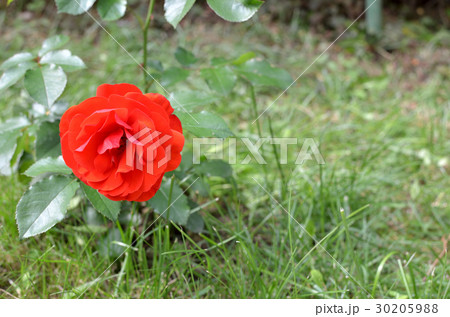 Red Rose in Blossom 30205988