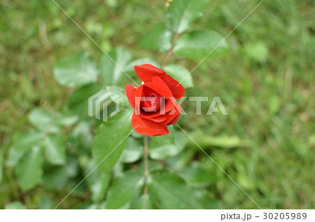 Red Rose in a Garden Red Rose in a Garden 30205989