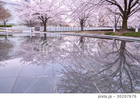 りゅーとぴあの桜(新潟市) りゅーとぴあの桜(新潟市) 30207676