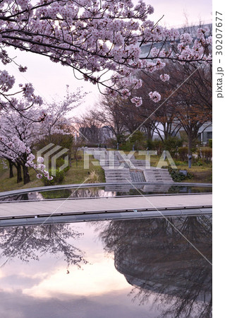 りゅーとぴあの桜（新潟市） 30207677