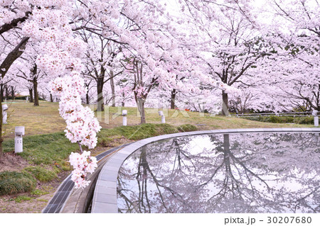 りゅーとぴあの桜（新潟市） 30207680