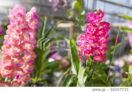 Rhynchostylis gigantea orchid flower 30207735