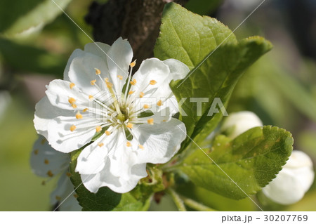 white flowers of apple tree spring 30207769