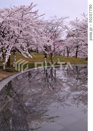 りゅーとぴあの桜（新潟市） 30207790