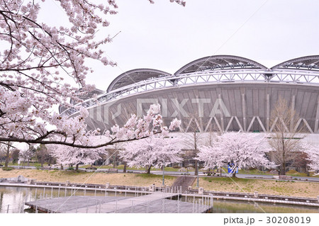 ビッグスワンと桜（新潟市） 30208019