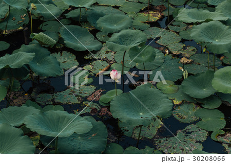 Blooming lotus at Queen Sirikit Park, Bangkok  Blooming lotus at Queen Sirikit Park, Bangkok  30208066